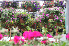 Garden Center & Nursery | Prairie Gardens – Champaign, IL