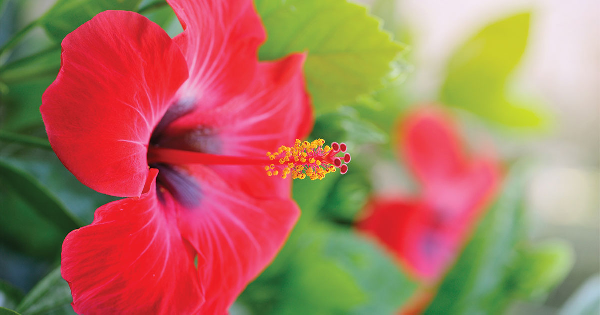 How to Care For Tropical Hibiscus