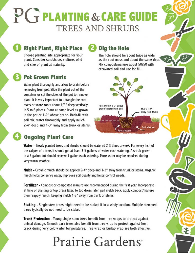 Tree & Shrub Planting & Care Guide | Prairie Gardens & Jeffrey Alans