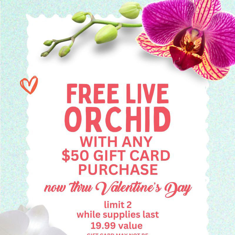 JA Free Orchid Promo